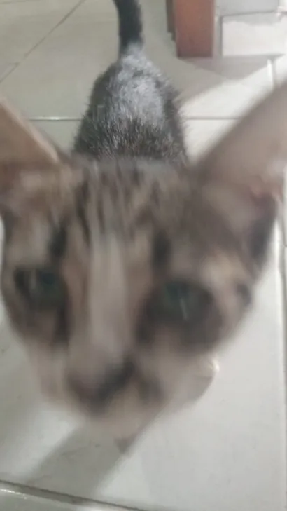 Gato raça SRD-ViraLata idade 2 a 6 meses nome Mel