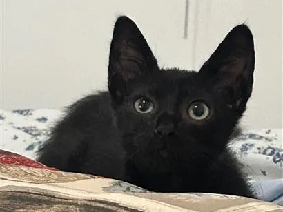 Gato raça SRD-ViraLata idade Abaixo de 2 meses nome Café