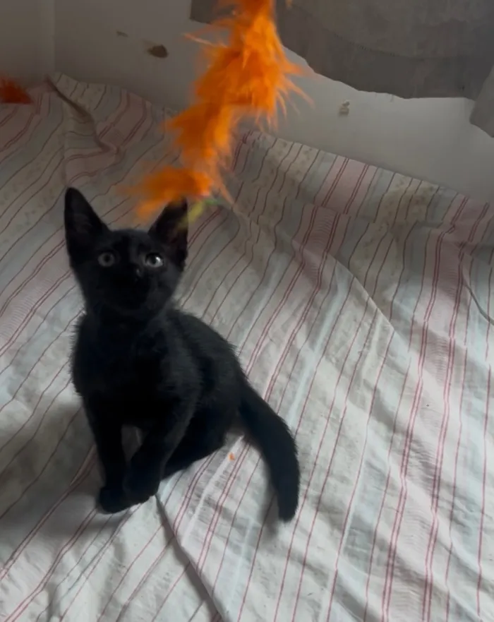 Gato raça SRD-ViraLata idade Abaixo de 2 meses nome Café