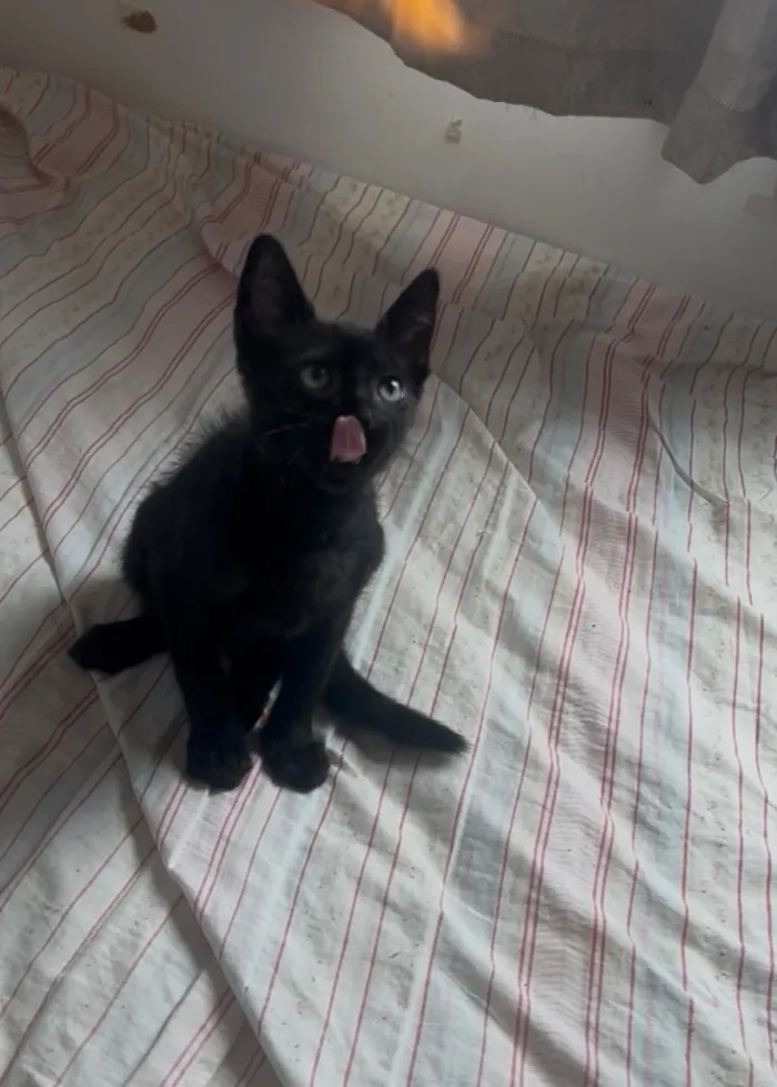 Gato raça SRD-ViraLata idade Abaixo de 2 meses nome Café