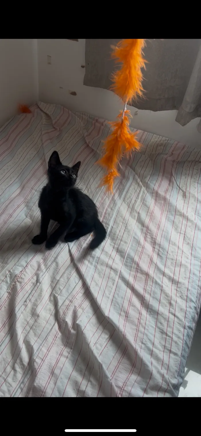 Gato raça SRD-ViraLata idade Abaixo de 2 meses nome Café