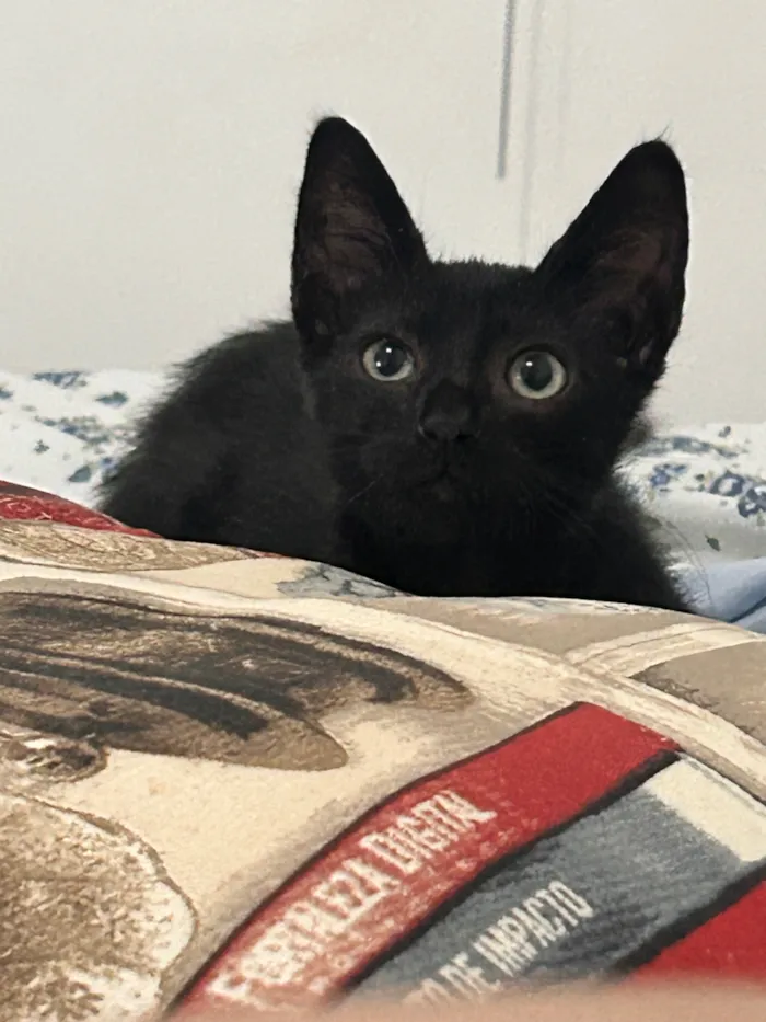 Gato raça SRD-ViraLata idade Abaixo de 2 meses nome Café