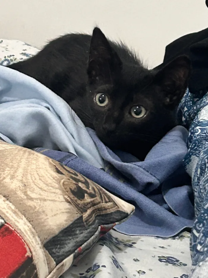 Gato raça SRD-ViraLata idade Abaixo de 2 meses nome Café