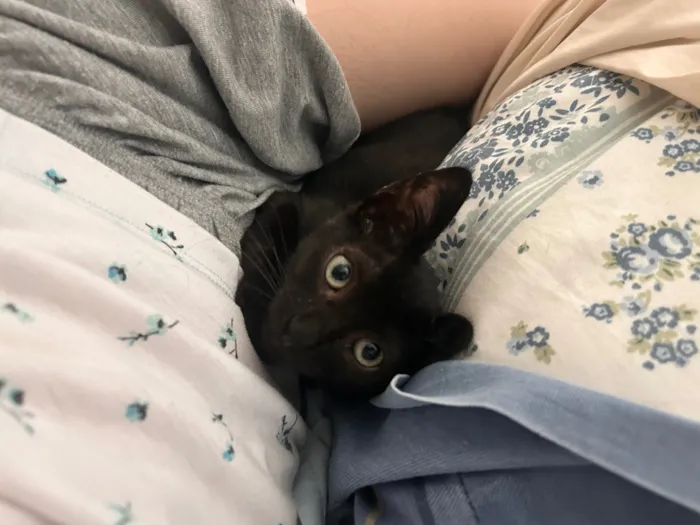 Gato raça SRD-ViraLata idade Abaixo de 2 meses nome Café