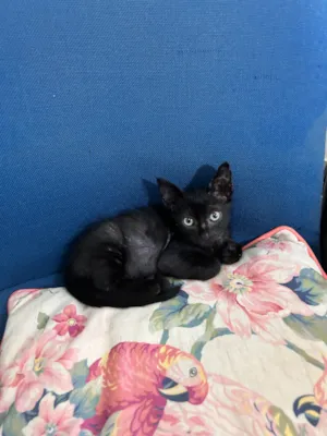 Gato raça SRD-ViraLata idade Abaixo de 2 meses nome Café