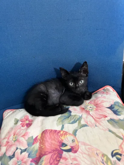 Gato raça SRD-ViraLata idade Abaixo de 2 meses nome Café