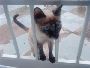 Gato raça Siamês idade 7 a 11 meses nome sem nome 