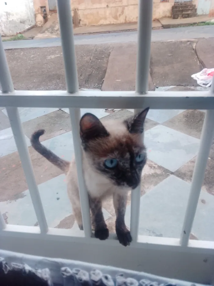 Gato raça Siamês idade 7 a 11 meses nome sem nome 
