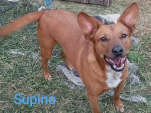 Cachorro raça SRD-ViraLata idade 3 anos nome Supino