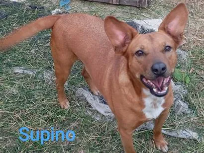 Cachorro raça SRD-ViraLata idade 3 anos nome Supino