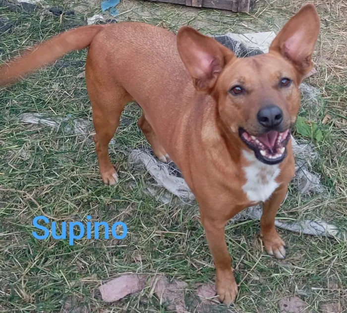 Cachorro raça SRD-ViraLata idade 3 anos nome Supino