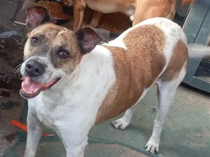 Cachorro raça SRD-ViraLata idade 4 anos nome Thor