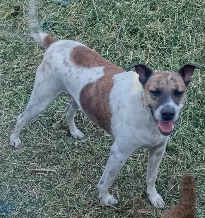 Cachorro raça SRD-ViraLata idade 4 anos nome Thor