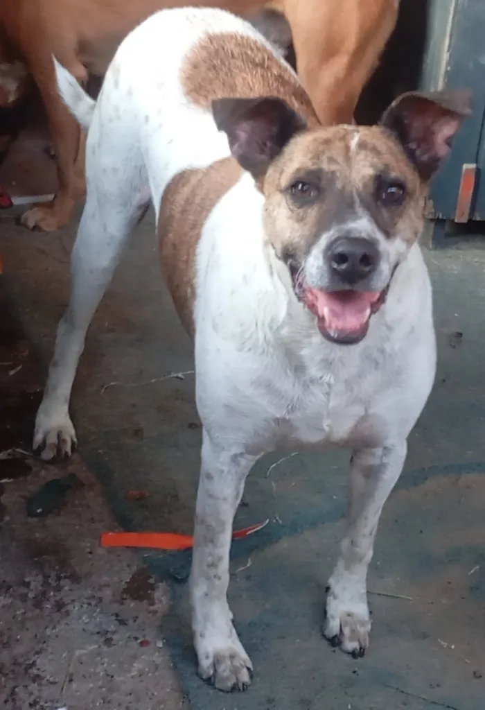 Cachorro raça SRD-ViraLata idade 4 anos nome Thor