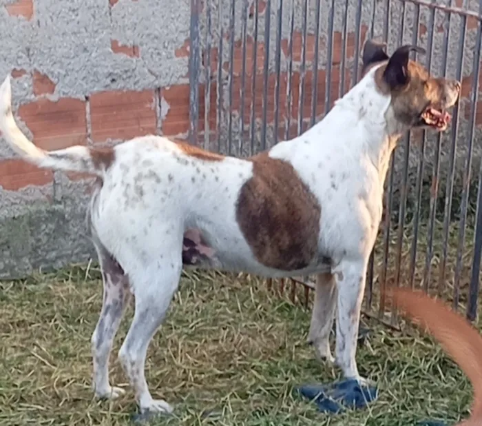 Cachorro raça SRD-ViraLata idade 4 anos nome Thor