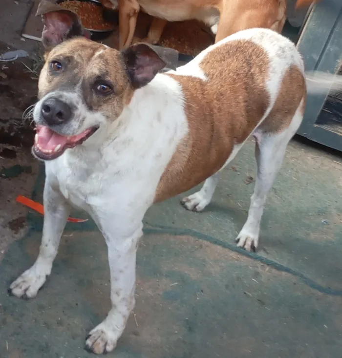 Cachorro raça SRD-ViraLata idade 4 anos nome Thor