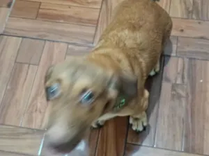 Cachorro raça SRD-ViraLata idade 7 a 11 meses nome Zero