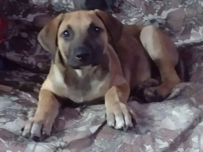 Cachorro raça SRD-ViraLata idade Abaixo de 2 meses nome Zeus 