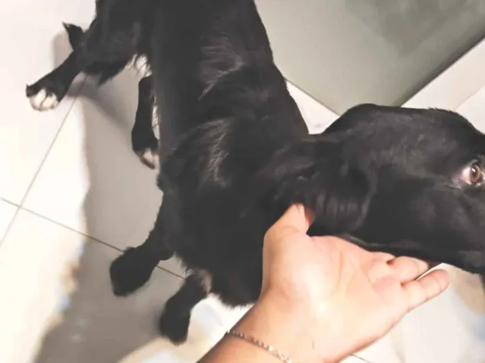 Cachorro raça SRD-ViraLata idade 7 a 11 meses nome Stitch