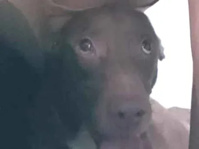 Cachorro raça SRD-ViraLata idade 4 anos nome Crispim