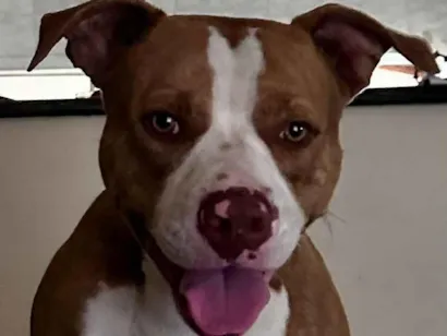 Cachorro raça Pit-Bull idade 1 ano nome aiver