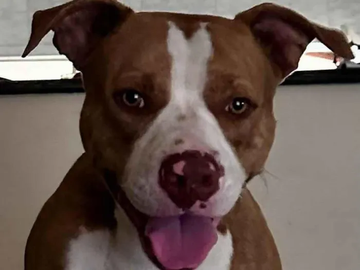 Cachorro raça Pit-Bull idade 1 ano nome aiver