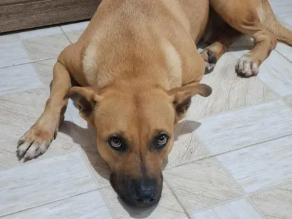 Cachorro raça SRD-ViraLata idade 3 anos nome Meg