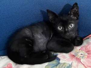 Gato raça SRD-ViraLata idade Abaixo de 2 meses nome Café