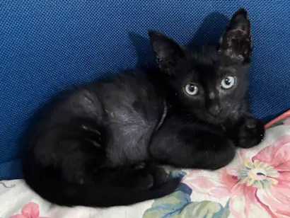 Gato raça SRD-ViraLata idade Abaixo de 2 meses nome Café