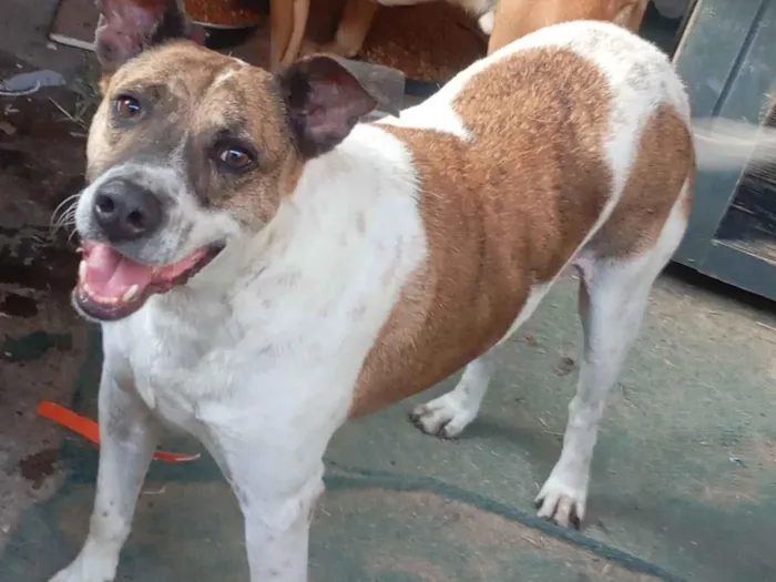 Cachorro raça SRD-ViraLata idade 4 anos nome Thor