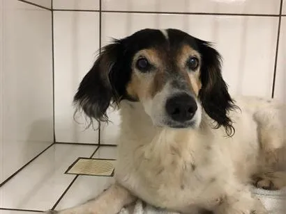 Cachorro raça SRD-ViraLata idade 6 ou mais anos nome Não sei