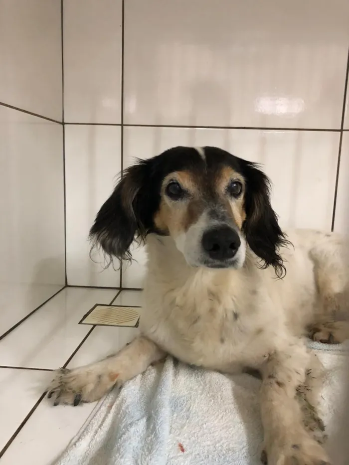 Cachorro raça SRD-ViraLata idade 6 ou mais anos nome Não sei