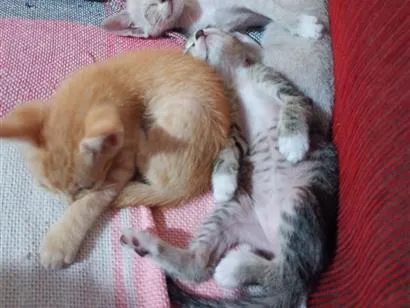 Gato raça SRD-ViraLata idade Abaixo de 2 meses nome gato