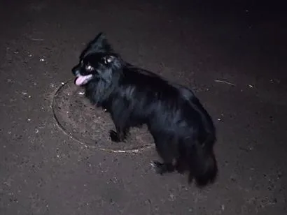 Cachorro raça SRD-ViraLata idade 2 a 6 meses nome não sei o nome 
