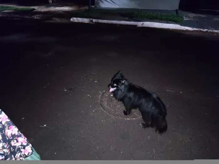 Cachorro raça SRD-ViraLata idade 2 a 6 meses nome não sei o nome 