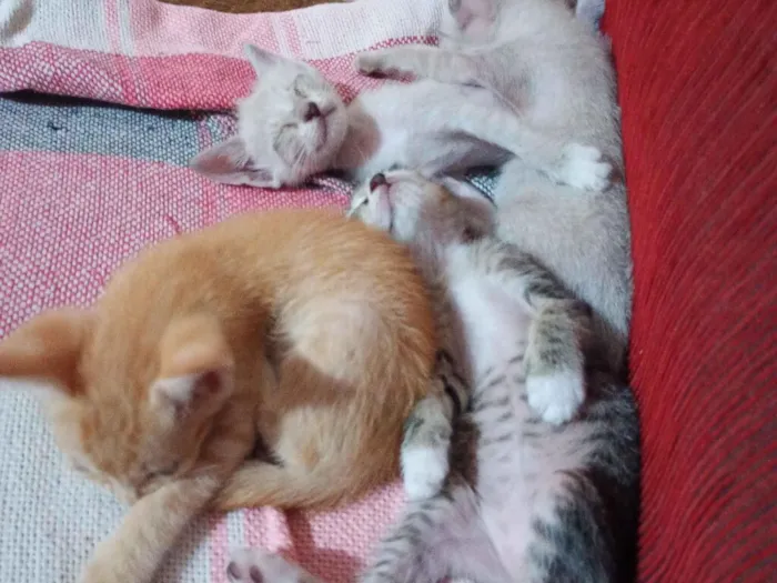 Gato raça SRD-ViraLata idade Abaixo de 2 meses nome gato