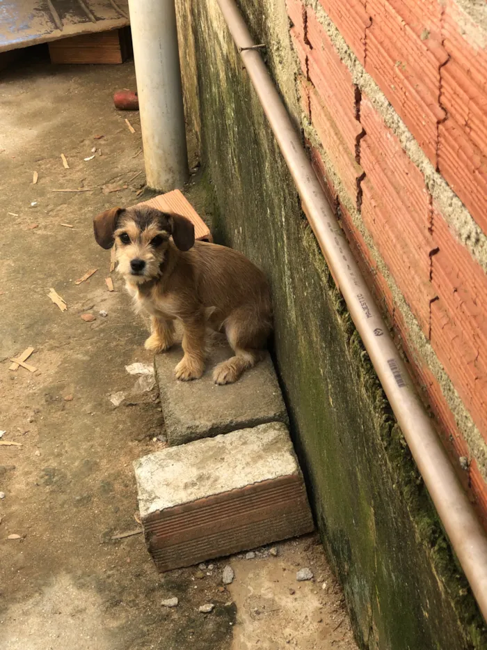 Cachorro raça SRD-ViraLata idade 2 a 6 meses nome Princezinha, Garotão 