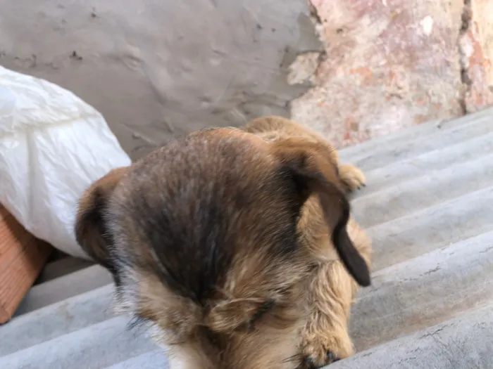 Cachorro raça SRD-ViraLata idade 2 a 6 meses nome Princezinha, Garotão 