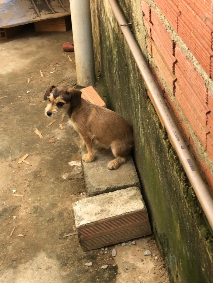 Cachorro raça SRD-ViraLata idade 2 a 6 meses nome Princezinha, Garotão 