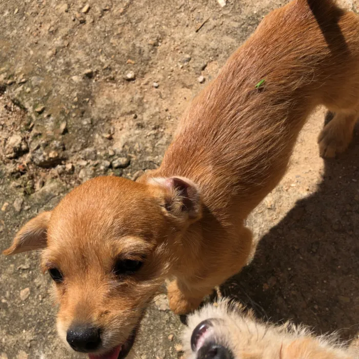 Cachorro raça SRD-ViraLata idade 2 a 6 meses nome Princezinha, Garotão 