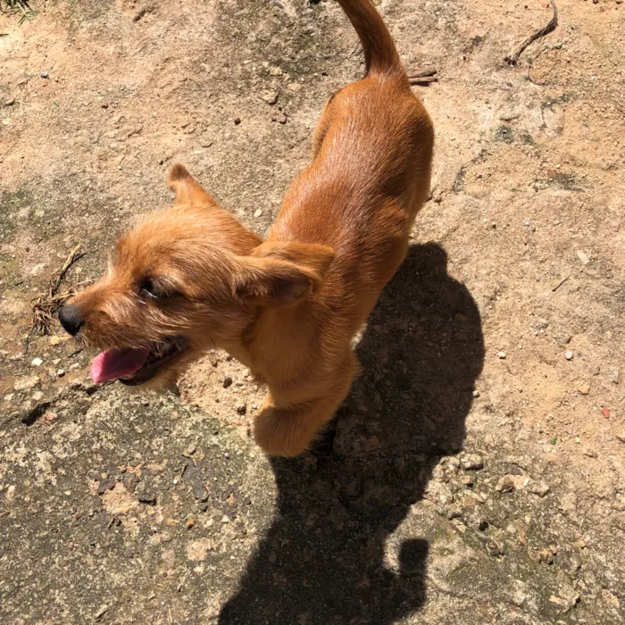 Cachorro raça SRD-ViraLata idade 2 a 6 meses nome Princezinha, Garotão 