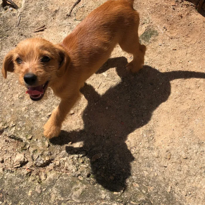 Cachorro raça SRD-ViraLata idade 2 a 6 meses nome Princezinha, Garotão 