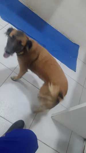 Cachorro raça SRD-ViraLata idade 1 ano nome melzinha