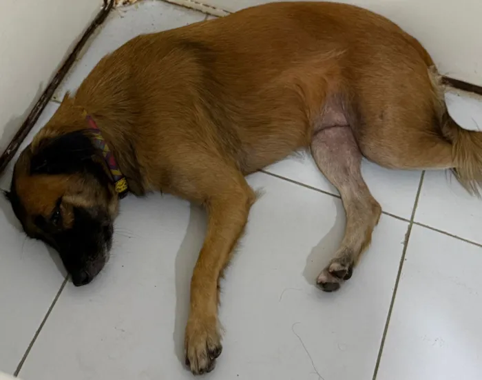Cachorro raça SRD-ViraLata idade 1 ano nome melzinha