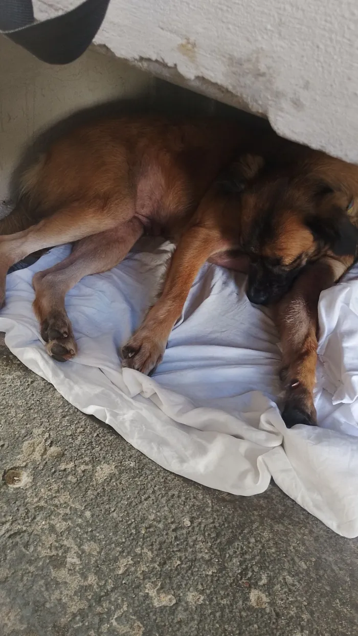 Cachorro raça SRD-ViraLata idade 1 ano nome melzinha