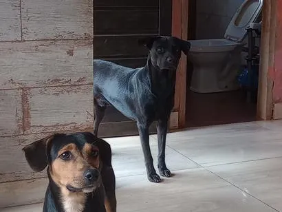 Cachorro raça SRD-ViraLata idade 1 ano nome Piter e Bradock 