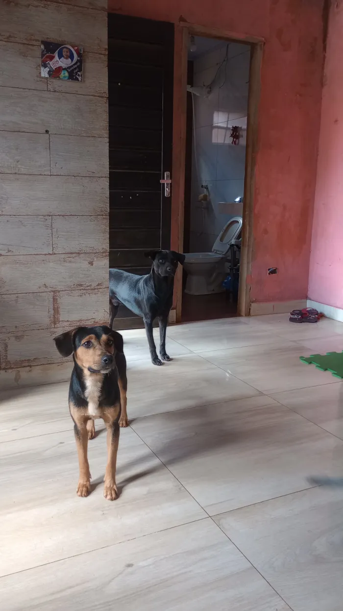 Cachorro raça SRD-ViraLata idade 1 ano nome Piter e Bradock 