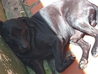 Cachorro raça SRD-ViraLata idade 6 ou mais anos nome pretinho