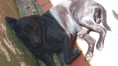 Cachorro raça SRD-ViraLata idade 6 ou mais anos nome pretinho