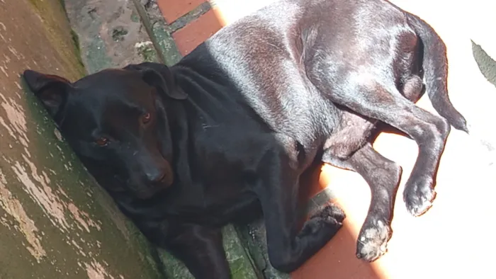 Cachorro raça SRD-ViraLata idade 6 ou mais anos nome pretinho